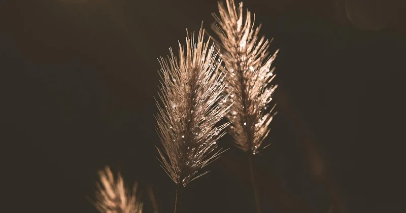 Die Wirkung der Amnesia Haze: zwischen Euphorie und Überforderung