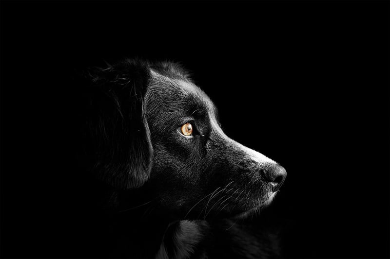 Die besten Hütehunde für Schafe: Rassen und Tipps 2026